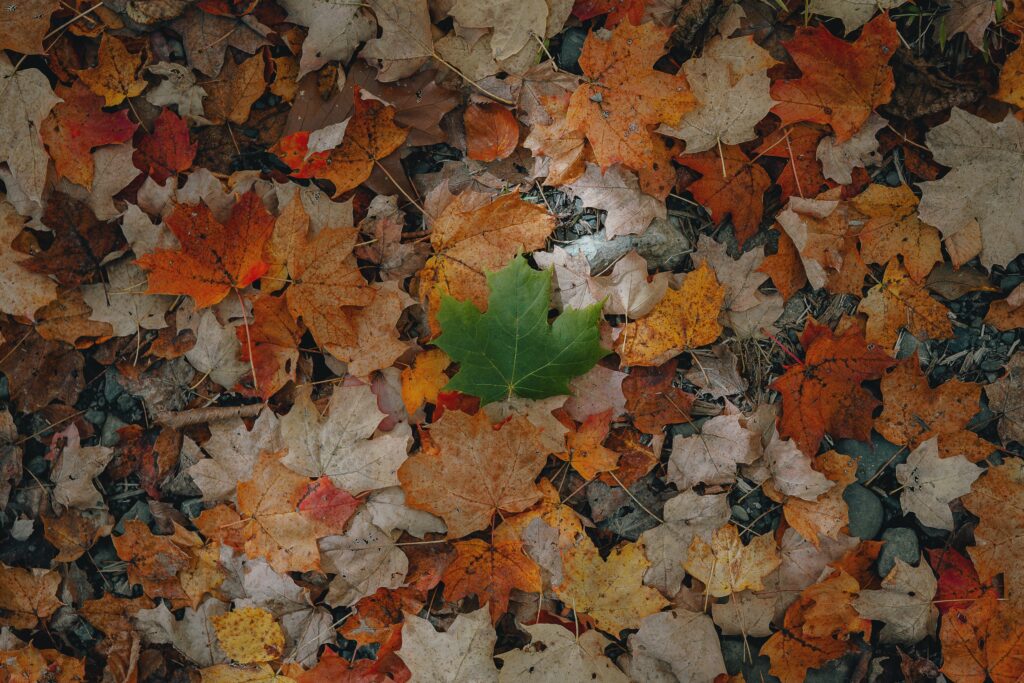 a green leaf stands out from a variety of autumnal leaves